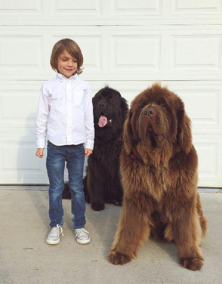 ニューファンドランド犬オーナー必見 ２匹の大型犬と少年の成長記録が話題に Mizuing日記