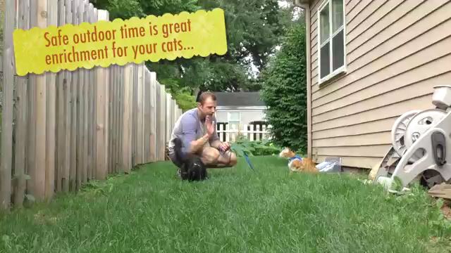 how-to-keep-your-cat-happy-mp4_000076001